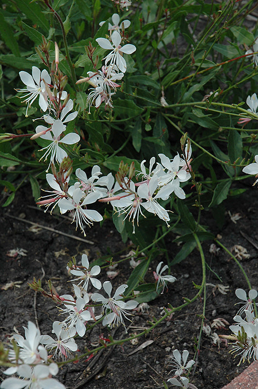 Gaura lindheimeri 'Sparkle White'