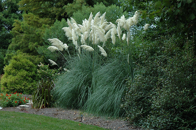 Cortaderia jubata 'White Pampas' (Pampas Grass)
