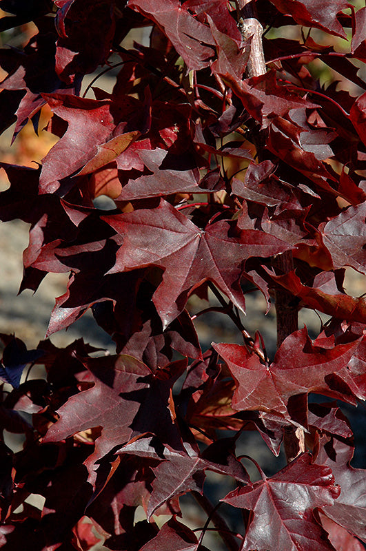 Acer truncatum x 'Crimson Sunset'