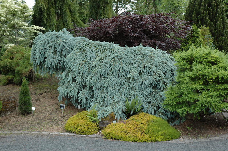 Picea pungens 'The Blues'