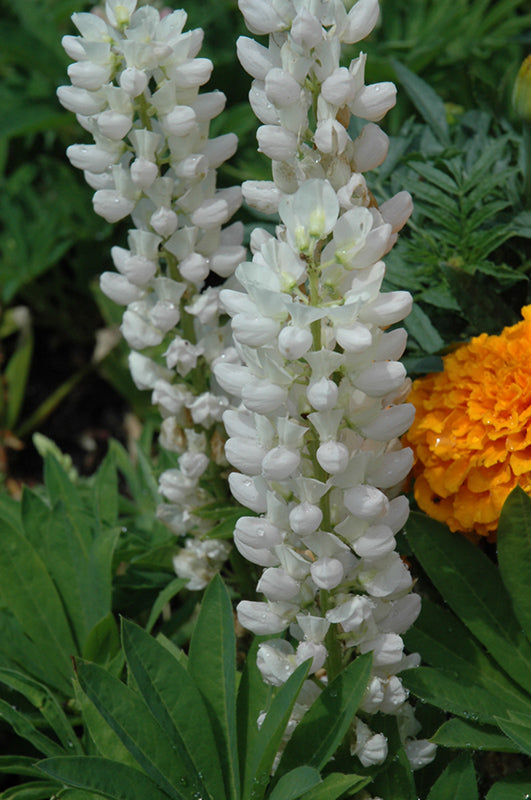 Lupinus 'Gallery Mix' (Lupine)
