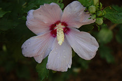 Hibiscus syriacus 'Bluebird'