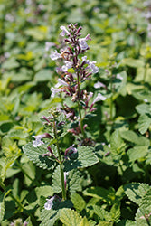 Nepeta x faassenii 'Balpurrink' / 'Whispurr Pink' (Catmint)