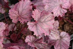 Heuchera 'Northern Exposure Purple' (TNHEUNEP)
