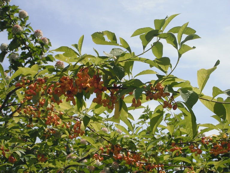 Oemleria/Osmaronia cerasiformis (Indian Plum)