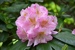 Rhododendron 'Scintillation'