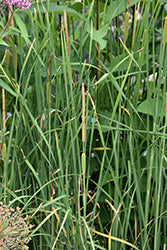 Typha minima (Miniature Cattail)