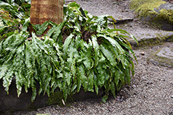 Asplenium/Phyllitis scolopendrium (Hart's Tongue Fern)