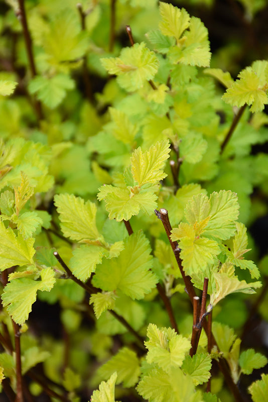 Physocarpus opulifolius 'Nugget'