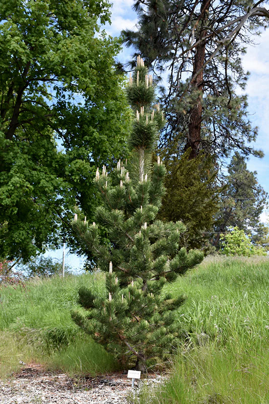 Pinus nigra 'Green Select'