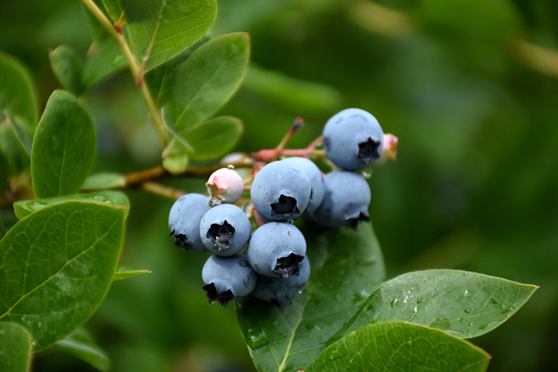 Vaccinium hybrid 'Northcountry' (Blueberry)