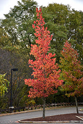 Liquidambar styraciflua (Sweet Gum)