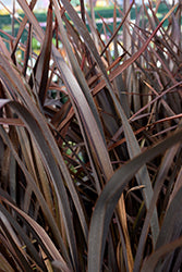 Phormium 'Amazing Red' (New Zealand Flax)