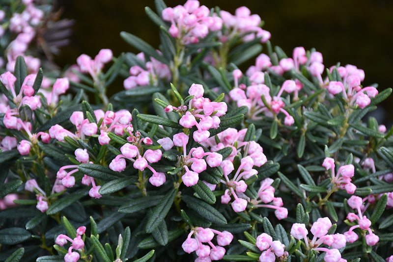 Andromeda polifolia 'Blue Ice'