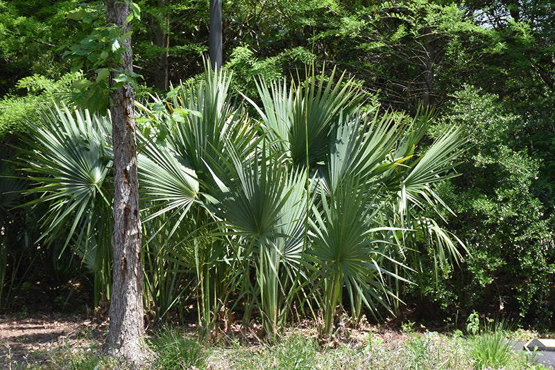 Sabal minor
