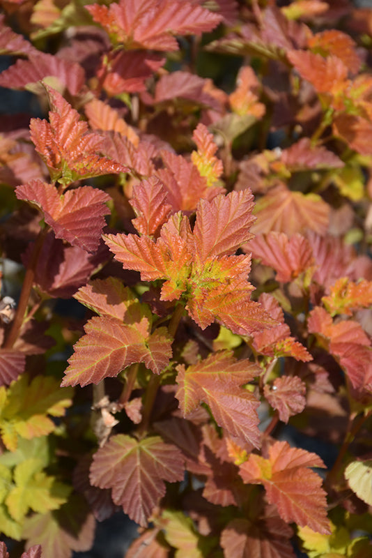 Physocarpus opulifolius 'Amber Jubilee'