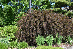 Physocarpus opulifolius 'Seward' (Summer Wine Ninebark)