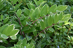 Polygonatum odoratum 'Variegatum' (Variegated Solomon's Seal)