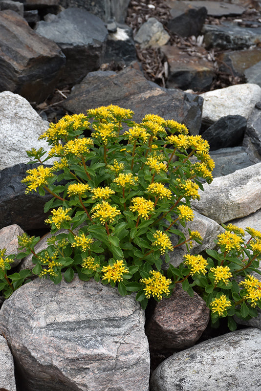 Sedum kamtschaticum (Russian Stonecrop)