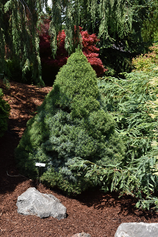 Picea glauca albertiana 'Conica' Blue