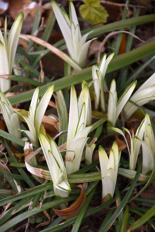 Liriope muscari 'Okina'