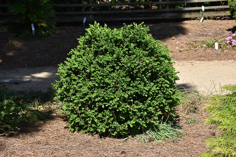 Buxus hybrid 'Gordo' / 'Conrowe' (Boxwood)
