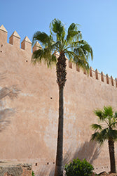 Washingtonia filifera (Desert Fan Palm)