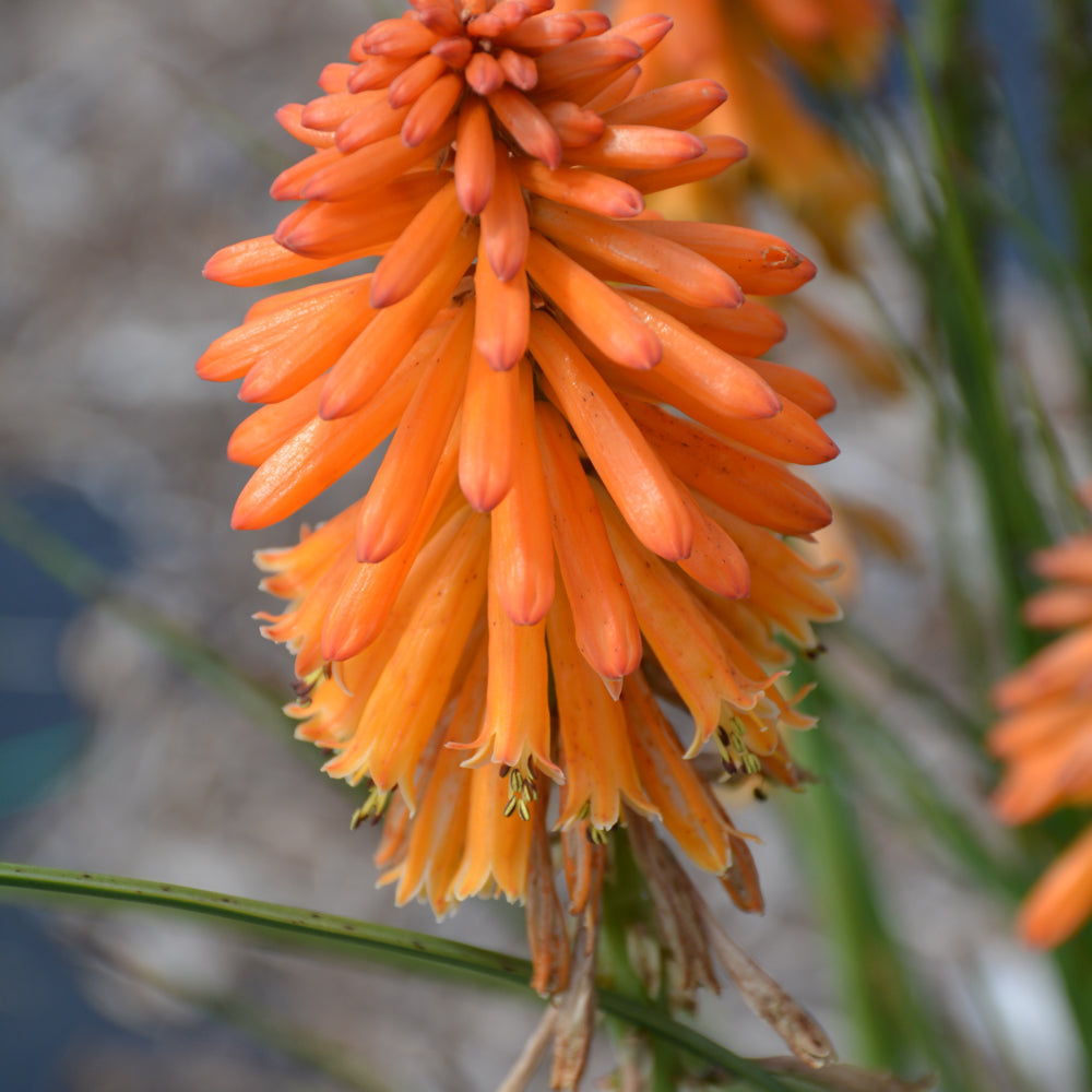 Kniphofia 'Poco Orange'