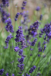 Lavandula angustifolia 'Lavval' (Blue Jeans Lavender)