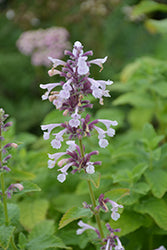 Nepeta x faassenii 'Balpurrink' / 'Whispurr Pink' (Catmint)