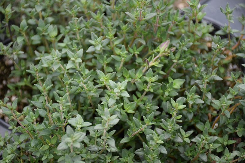 Thymus vulgaris 'English'