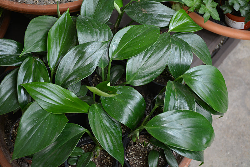 Rhaphiodora decursiva