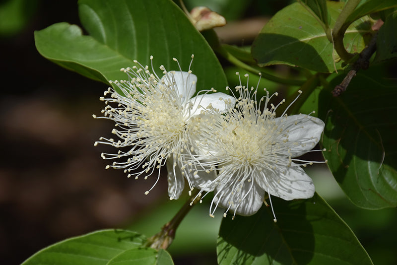 Psidium guajava