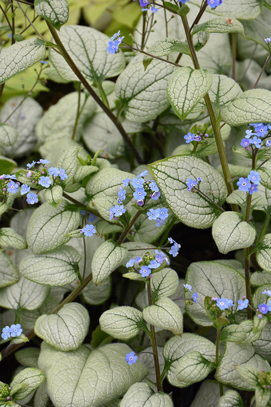 Brunnera macrophylla 'Alexandria' (Bugloss)