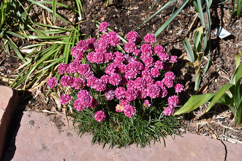 Armeria maritima (Sea Thrift)