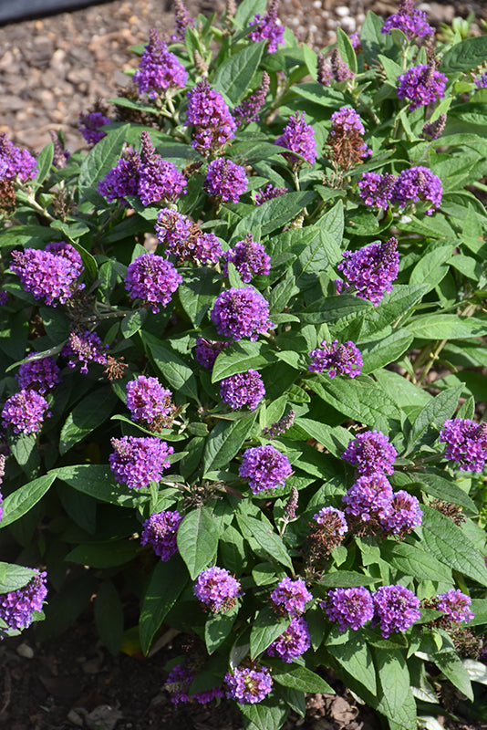 Buddleia 'Chrysalis Purple' (Butterfly Bush)