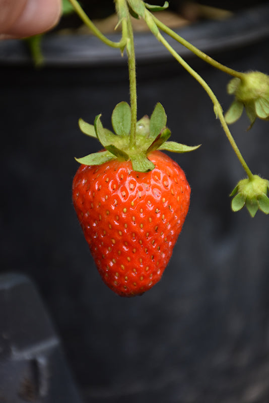 Fragaria 'Eversweet'