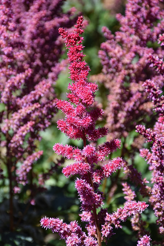 Astilbe chinensis 'Visions Volcano' (False Goatsbeard / False Spiraea)