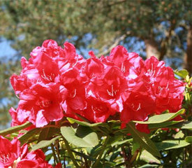 Rhododendron 'Lamplighter'