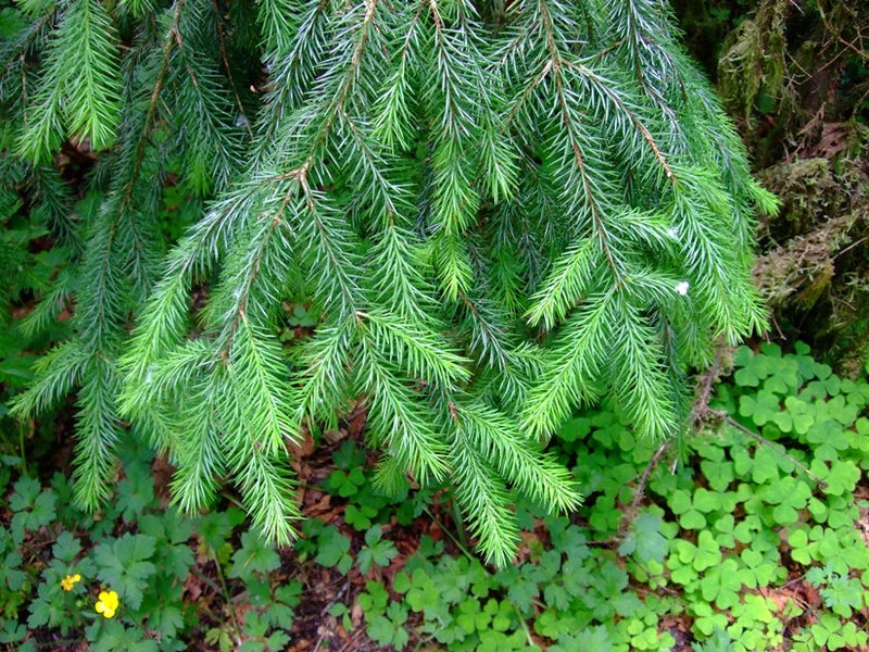 Picea sitchensis