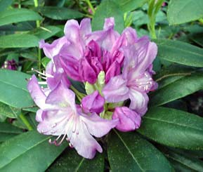 Rhododendron 'President Lincoln'