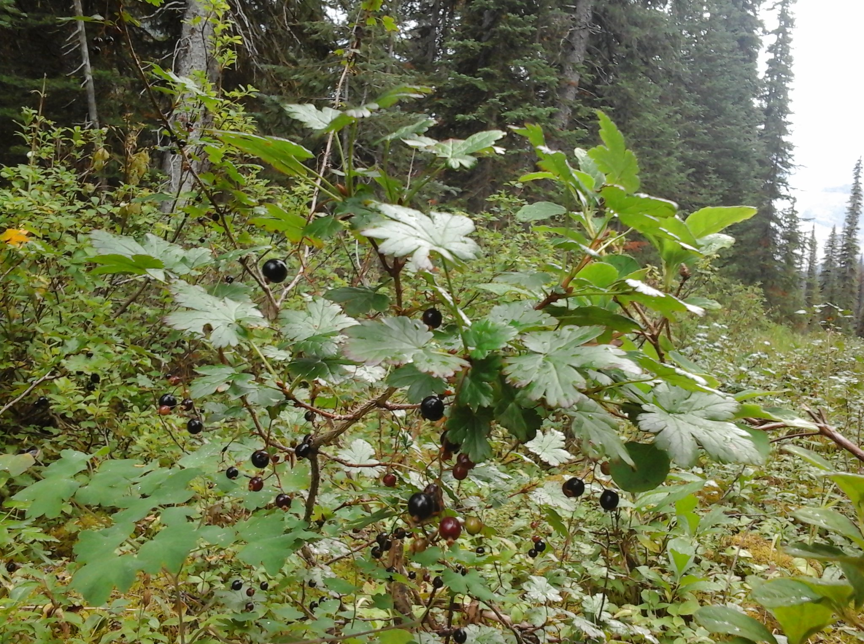 Ribes lacustre (Swamp Currant)
