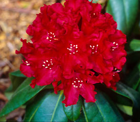 Rhododendron 'Sammetglut'
