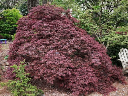 Acer palmatum dissectum 'Shojo Shidare' (Dwarf Weeping Japanese Maple)