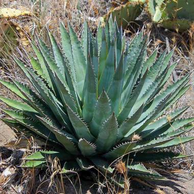 Agave mckelveyana x Agave utahensis F2