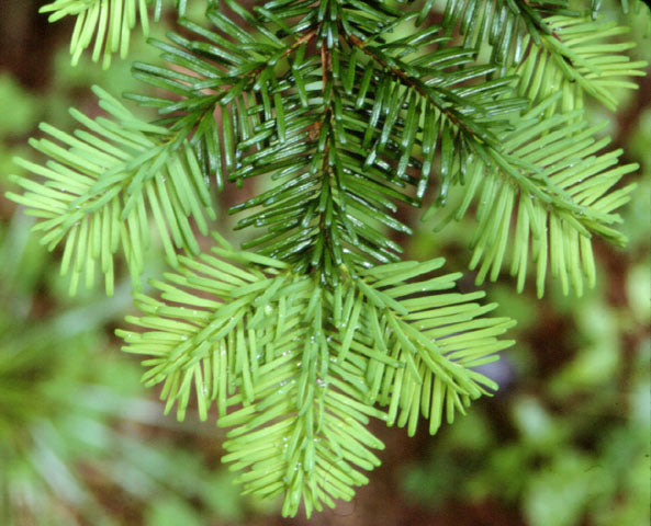 Abies amabilis (Pacific Silver Fir)