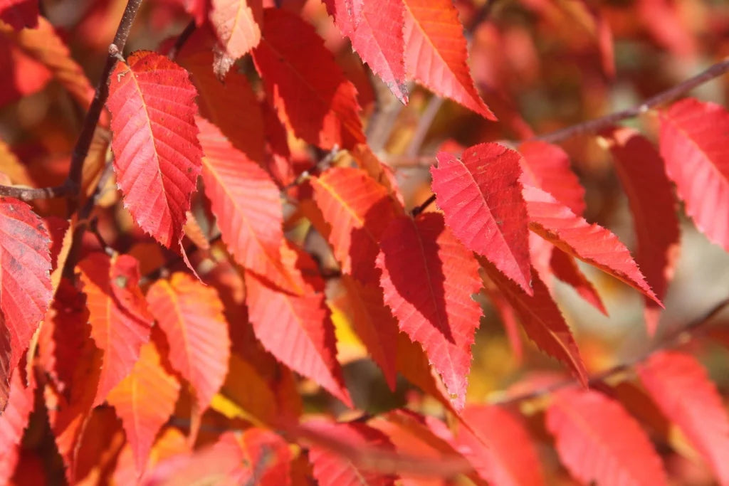 Carpinus caroliniana 'Fire Belle' (American Hornbeam)