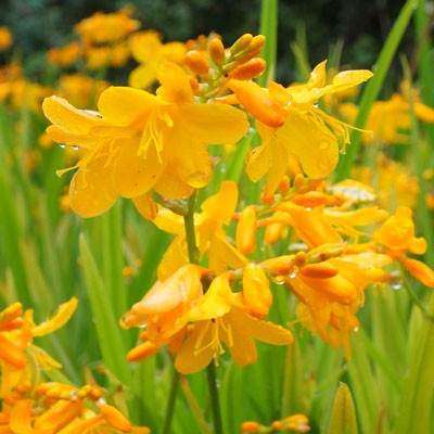 Crocosmia x crocosmiiflora 'Buttercup'