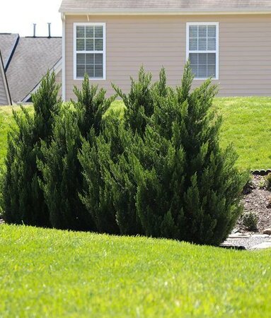 Cupressocyparis x leylandii 'Green Rocket'