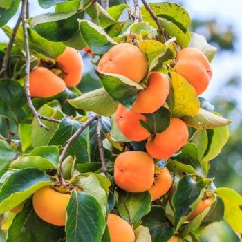 Diospyros kaki 'Cardinal' (Korean Persimmon)